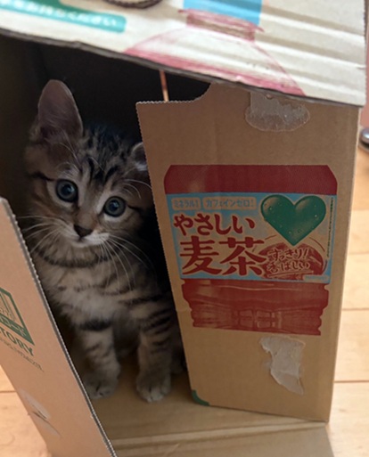 新しい飼い主を探している猫(6-G)の写真2