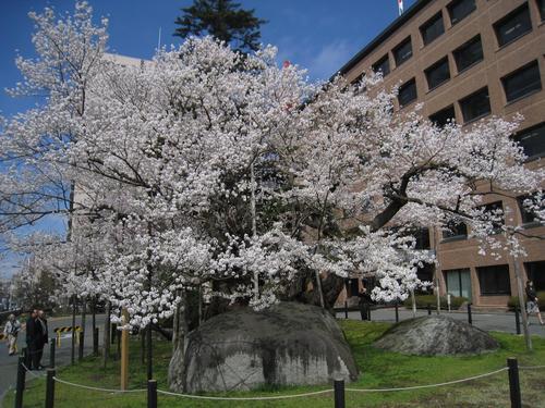 石割桜