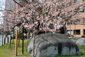 石割桜の写真