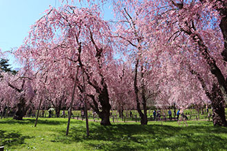 米内浄水場の桜の写真3