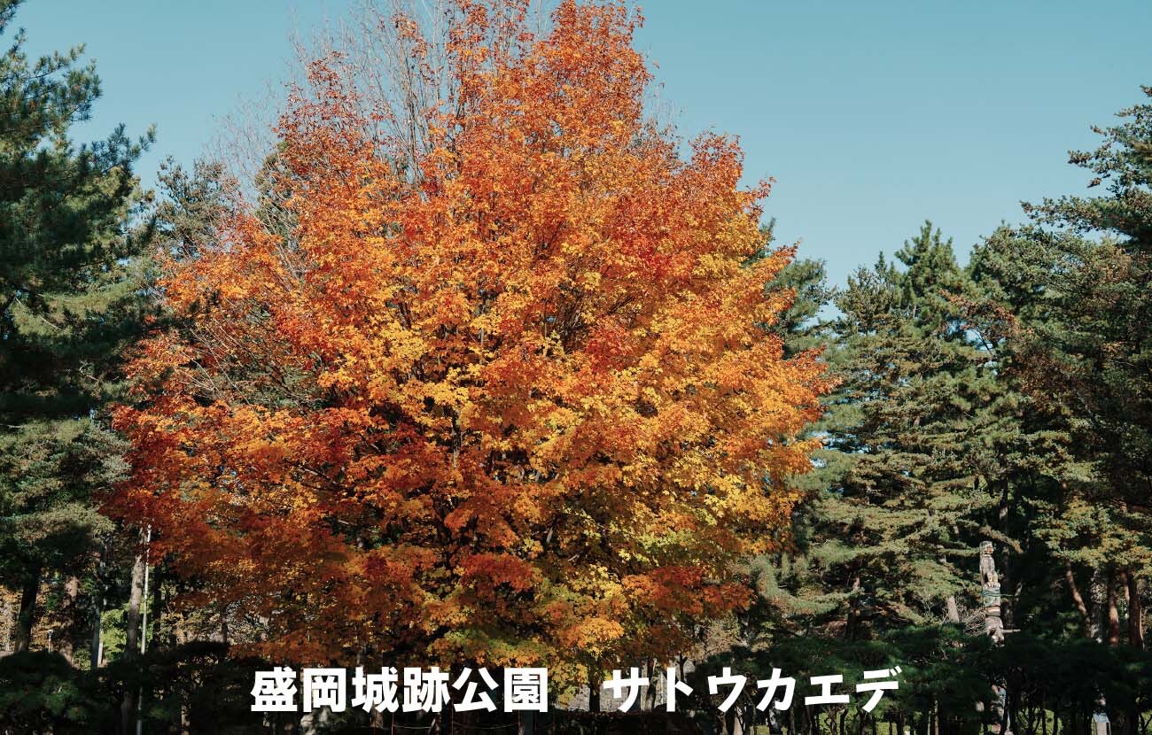 盛岡城跡公園サトウカエデ