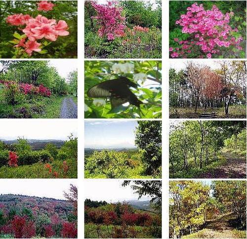 平成市民の森の写真