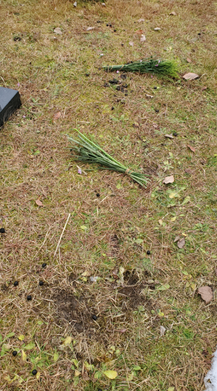 ニホンジカによる花芽食害