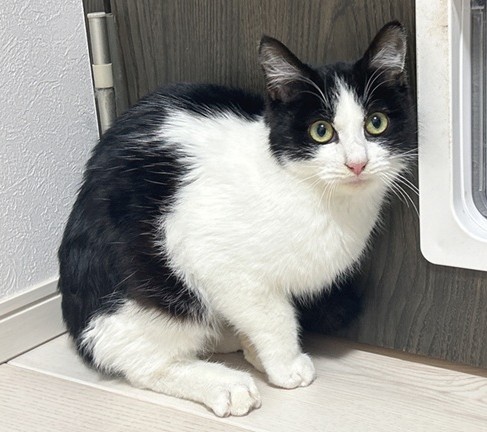 元の飼い主を探している猫（1-B）