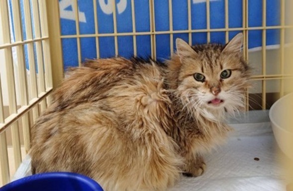 元の飼い主を探している猫（5－A）写真1