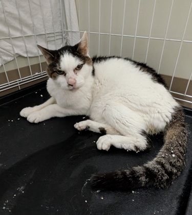元の飼い主を探している猫（5-D）