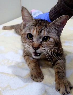 元の飼い主を探している猫(2-Q)