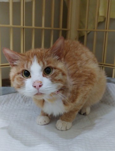 元の飼い主を探している猫(5-D)
