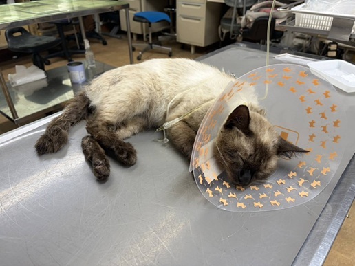 元の飼い主を探している猫(8-C)