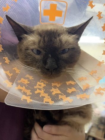 元の飼い主を探している猫(8-C)