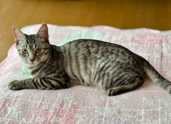 新しい飼い主を探している猫（2-M）写真2