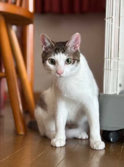 新しい飼い主を探している猫（2-L,2-M）写真3