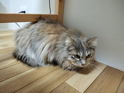 新しい飼い主を探している猫(2-H)の写真1