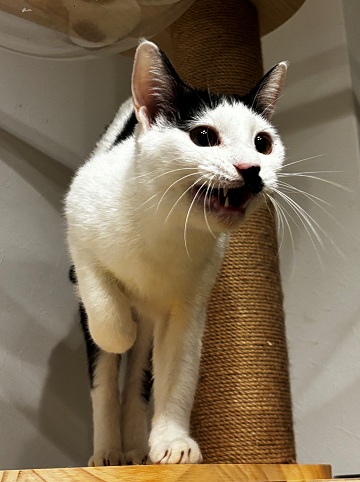 新しい飼い主を探している猫(10-B)写真1