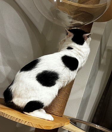 新しい飼い主を探している猫(10-B)の写真2