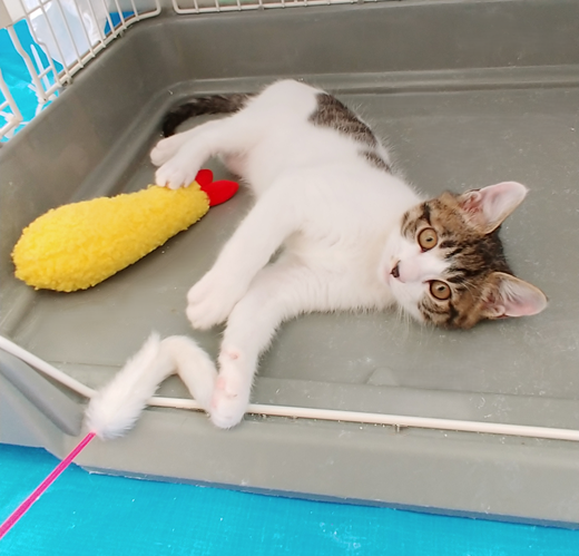 新しい飼い主を探している猫(10-E)の写真1