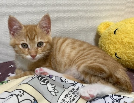 新しい飼い主を探している猫(10-G)の写真2
