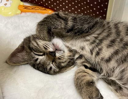 新しい飼い主を探している猫(10-H)の写真2