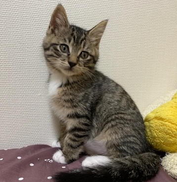 新しい飼い主を探している猫(10-I)の写真2