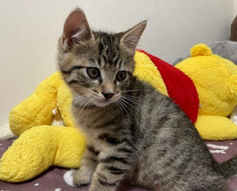 新しい飼い主を探している猫(10-J)の写真2