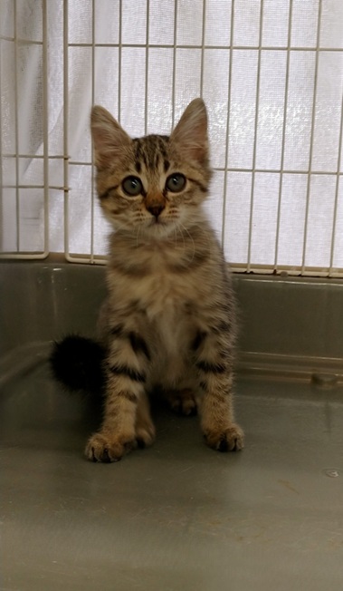 新しい飼い主を探している猫(10-K)の写真2