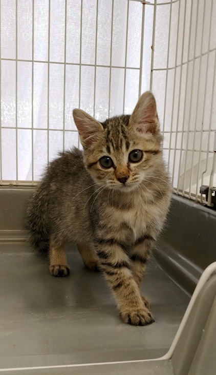 新しい飼い主を探している猫(10-G)写真1