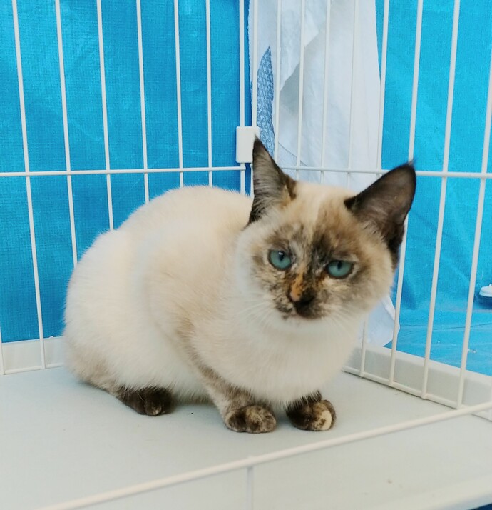 新しい飼い主を探している猫(10-L)の写真2