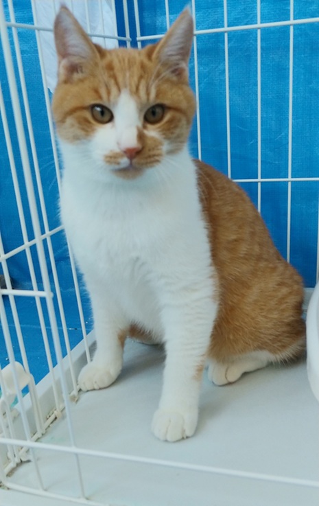 新しい飼い主を探している猫(10-N)の写真1