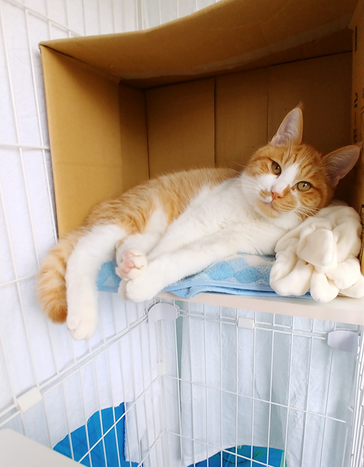 新しい飼い主を探している猫(10-M)の写真1