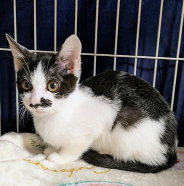 新しい飼い主を探している猫(10-N)の写真1