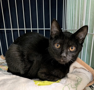 新しい飼い主を探している猫(10-O)の写真1