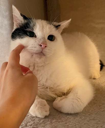 新しい飼い主を探している猫(10-P)の写真1