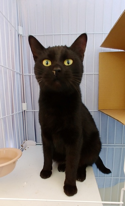 新しい飼い主を探している猫(10-K)の写真2