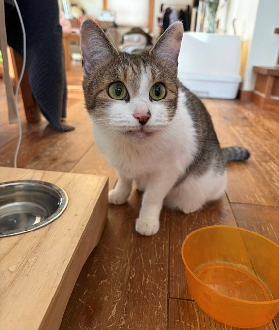 新しい飼い主を探している猫（11-A)の写真2