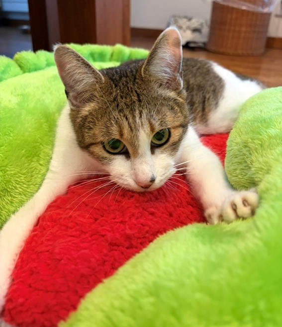 新しい飼い主を探している猫（7－D）写真1