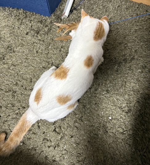 新しい飼い主を探している猫(9-K)の写真1