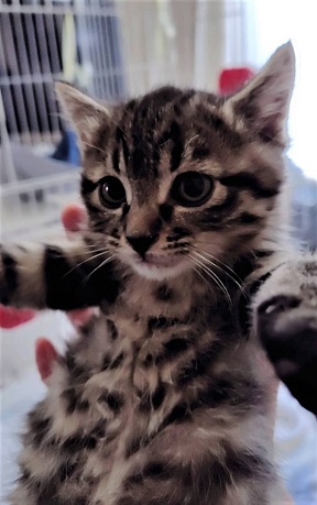 新しい飼い主を探している猫(11-C)写真1