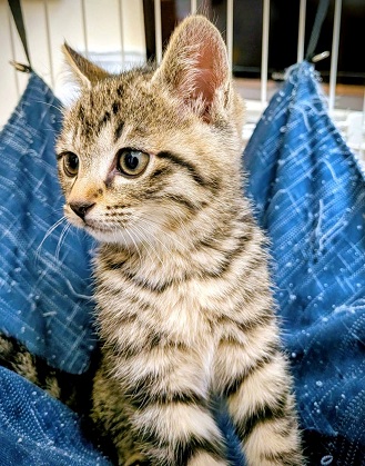 新しい飼い主を探している猫（11-E）写真1