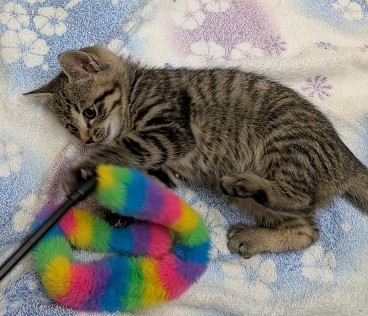 新しい飼い主を探している猫（11-E）の写真2