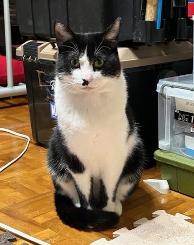 新しい飼い主を探している猫(12-B)写真1