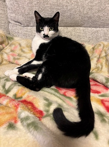 新しい飼い主を探している猫（11-H）の写真2