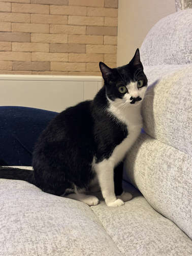 新しい飼い主を探している猫（11-H）写真1