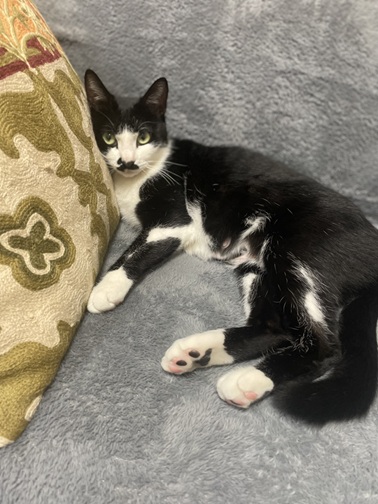 新しい飼い主を探している猫（11-H）の写真1