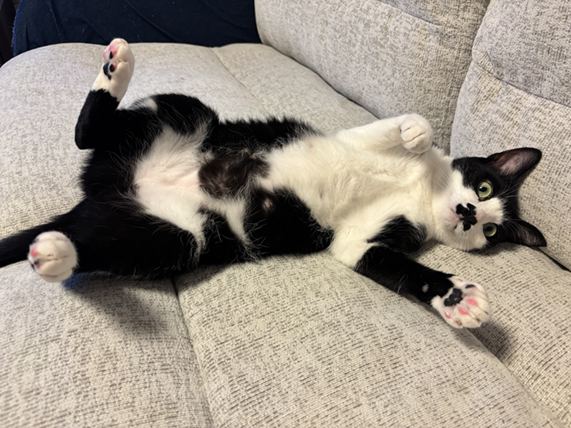 新しい飼い主を探している猫（11-H）の写真2