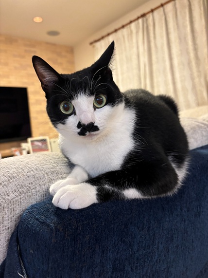新しい飼い主を探している猫（11-H）写真1