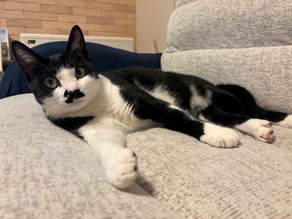 新しい飼い主を探している猫（11-H）の写真2