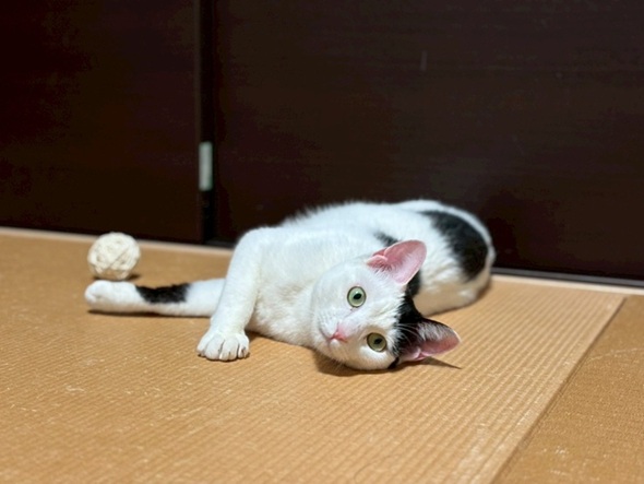 新しい飼い主を探している猫（11-H）の写真1