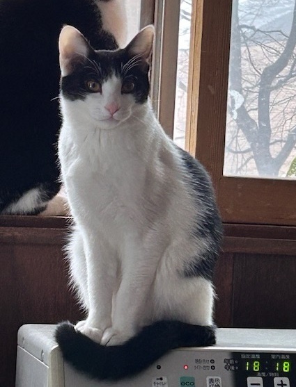 新しい飼い主を探している猫(12-B)写真1