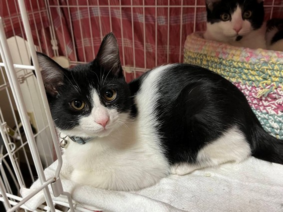 新しい飼い主を探している猫（11-K）の写真1