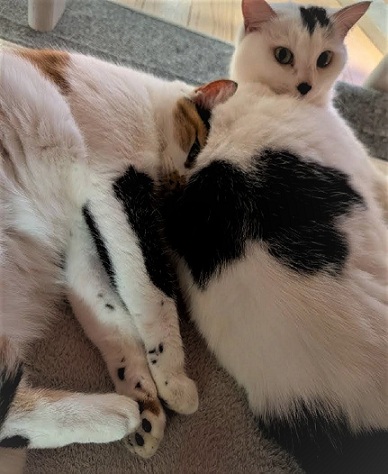 新しい飼い主を探している猫（12-B、12-C）写真1